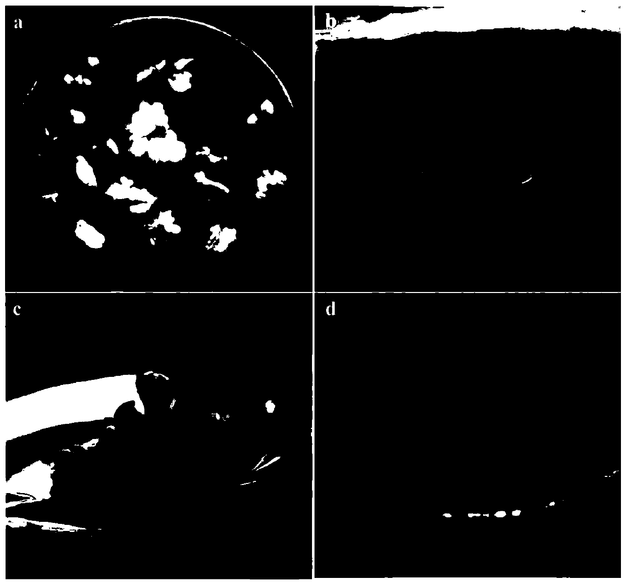 Seedling tissue culture method of Camellia chekiangoleosa Hu immature embryo