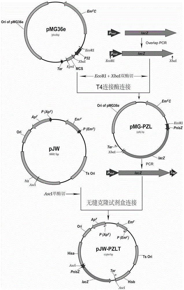 Rapid screening system for Lactococcus lactis with knocked-in exogenous genes as well as construction method and application of rapid screening system