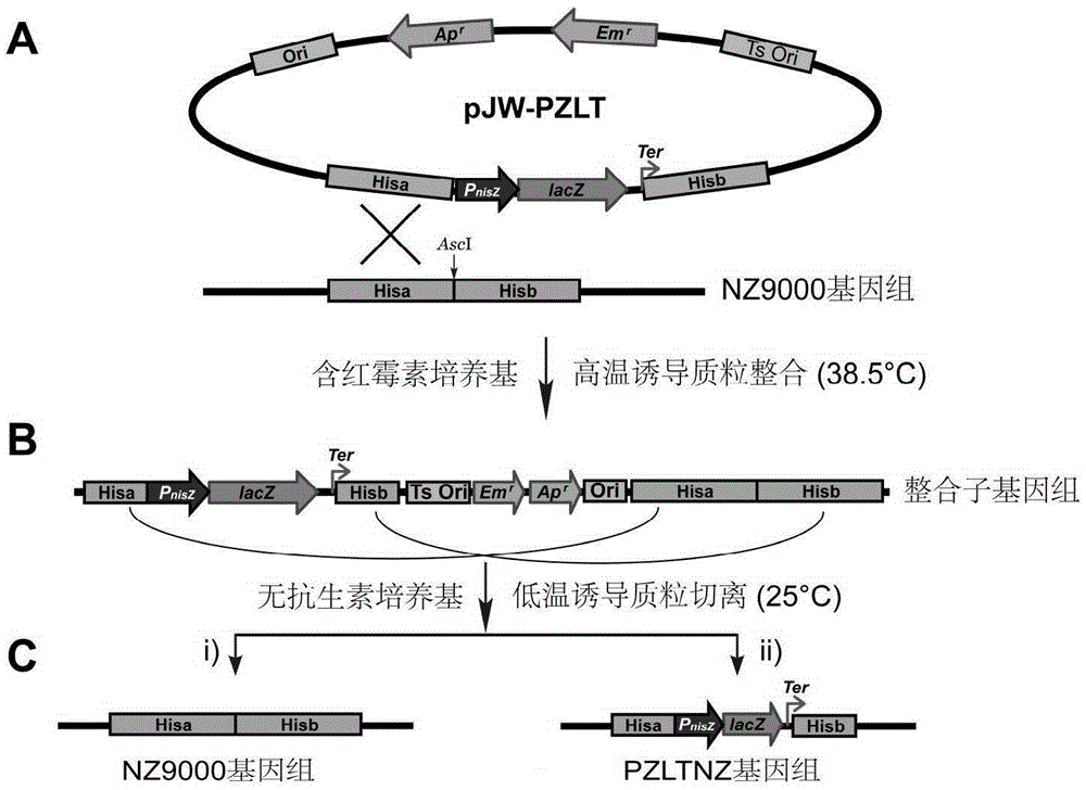 Rapid screening system for Lactococcus lactis with knocked-in exogenous genes as well as construction method and application of rapid screening system