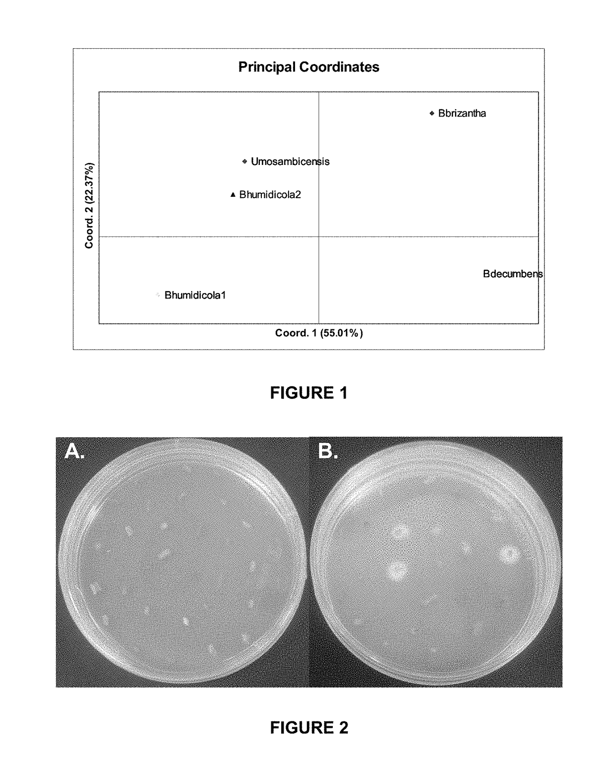 <i>Brachiaria-urochloa </i>endophytes