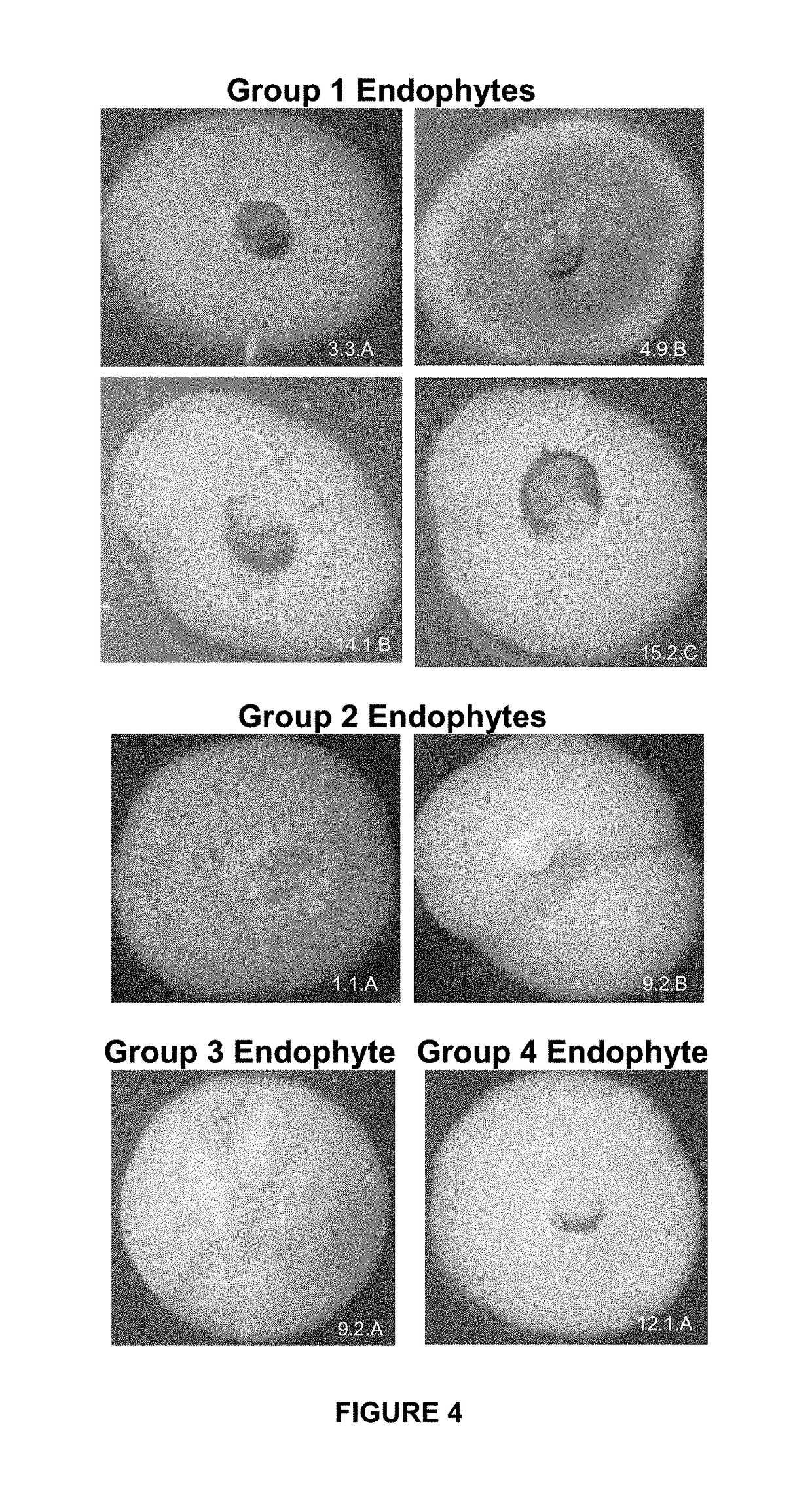 <i>Brachiaria-urochloa </i>endophytes