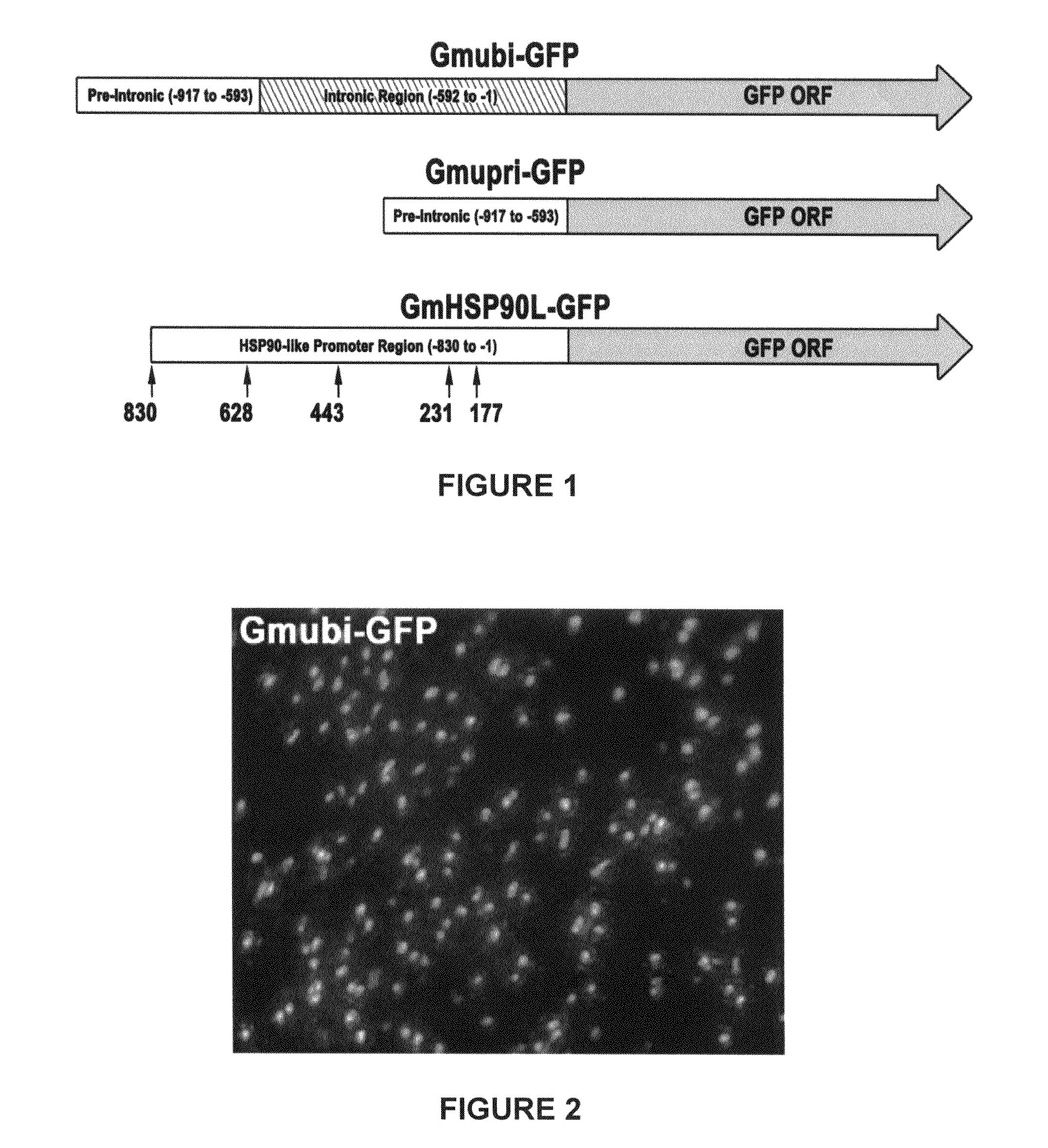 Highly active soybean promoter from the SUBI-3 polyubiquitin gene and uses thereof