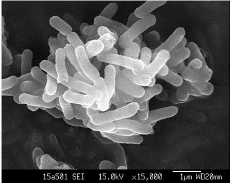 A kind of Citrobacter y3 with the function of degrading brominated flame retardants and its application