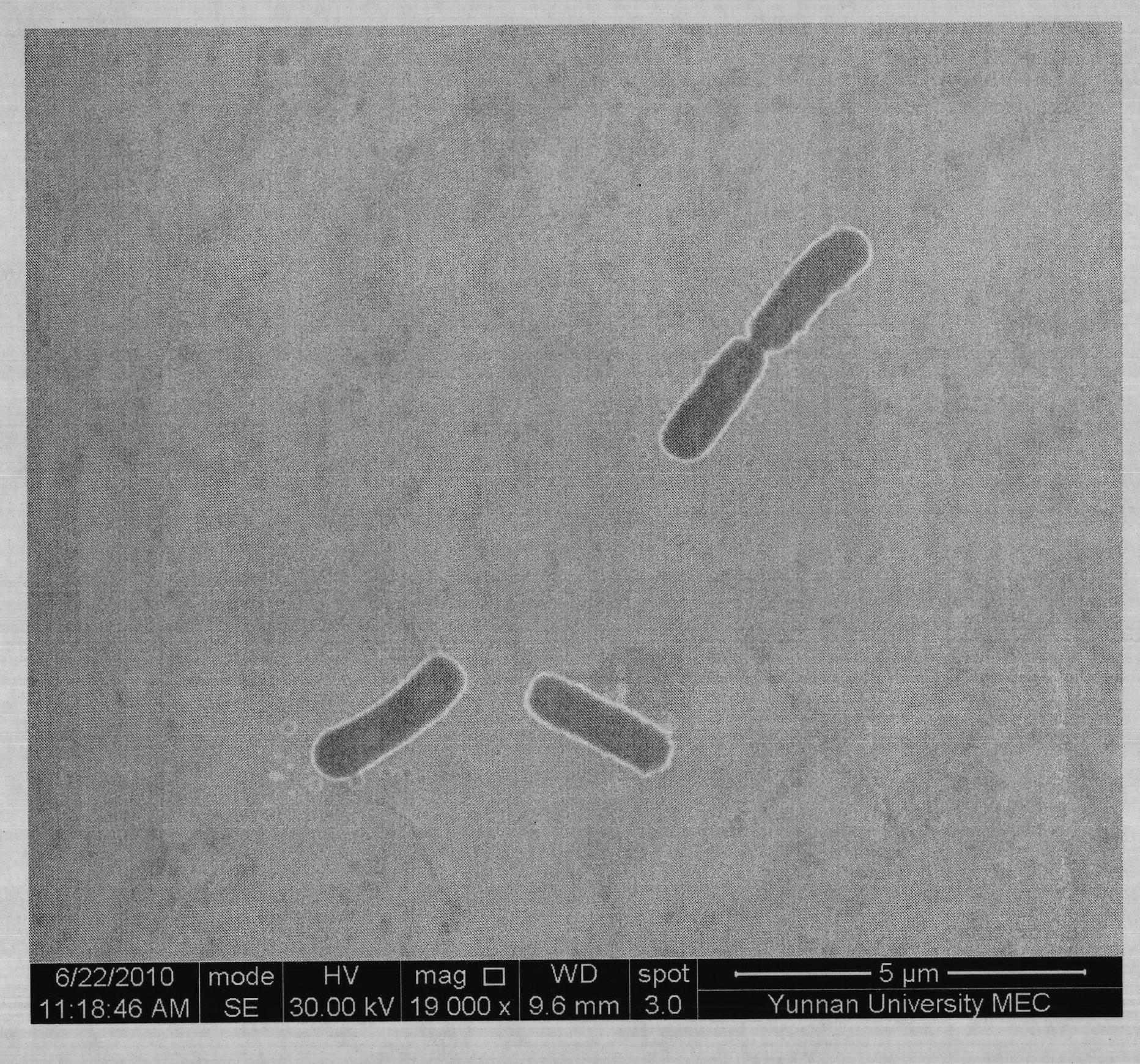 Method for separating microorganisms on surface of tobacco leaf at high temperature by utilizing pure tobacco leaf leach liquor solid plate