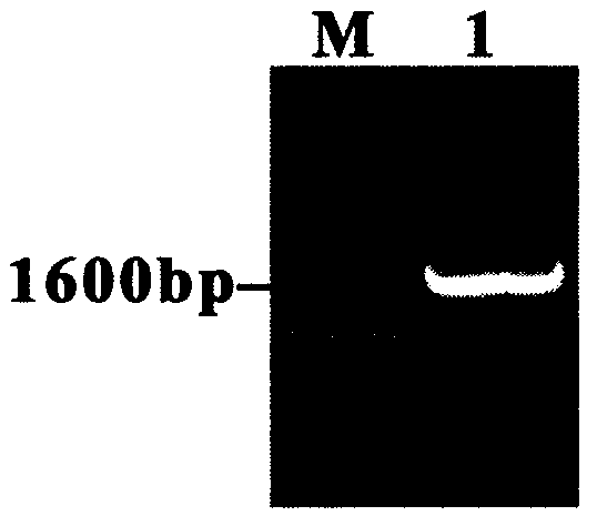 Recombinant Bacillus subtilis expressing highly pathogenic avian influenza h5n1 hemagglutinin ha protein