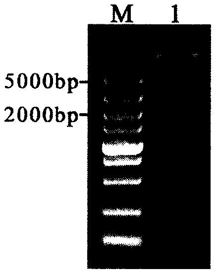 Recombinant Bacillus subtilis expressing highly pathogenic avian influenza h5n1 hemagglutinin ha protein