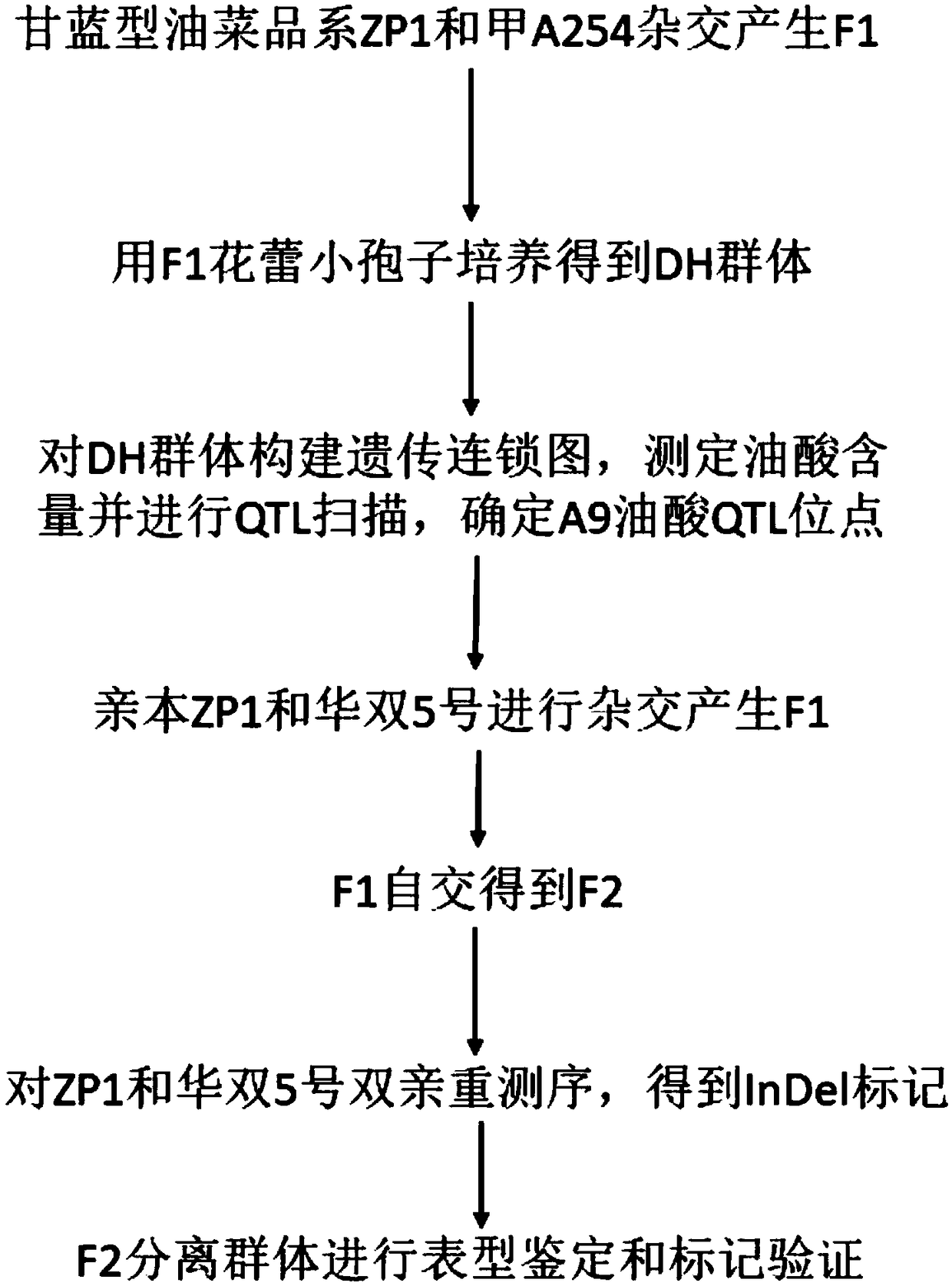 Cabbage type rape high oleic acid QTL and molecular marker closely linked thereto