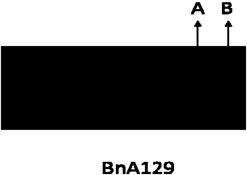 Cabbage type rape high oleic acid QTL and molecular marker closely linked thereto