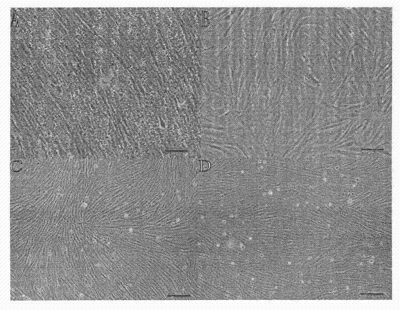 Method for establishing and identifying cynoglossus semilaevis testis cell line