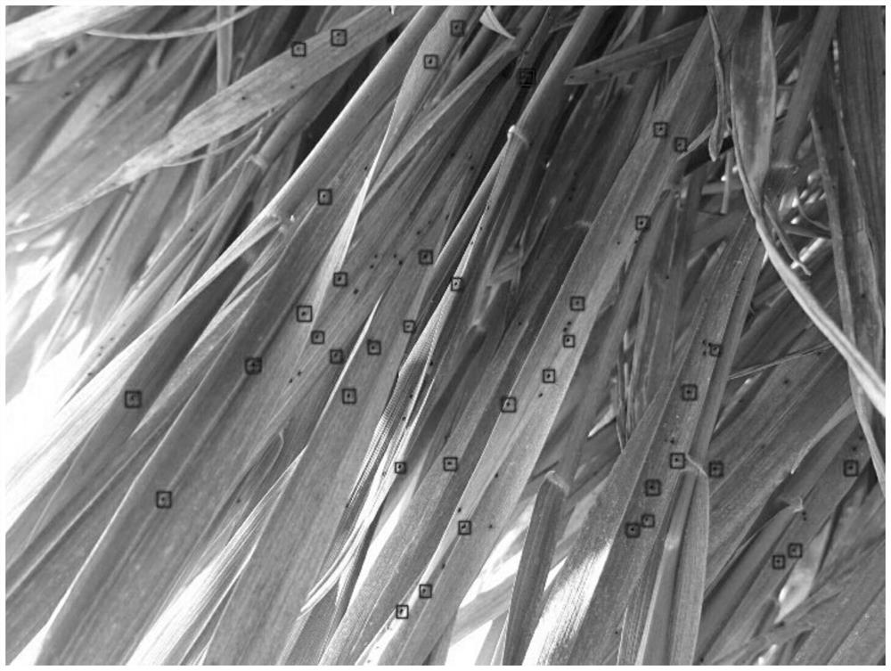 An automatic counting method of wheat spiders based on the combination of multi-scale feature fusion network and localization model