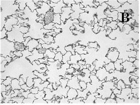 Method for pathologically fixing experimental animal lung