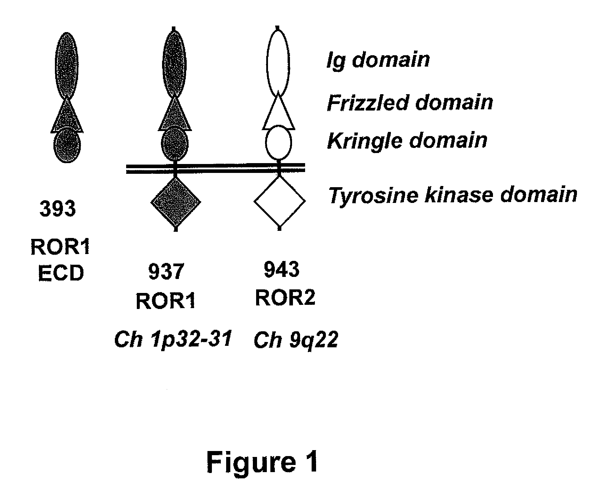 Anti-human ROR1 antibodies