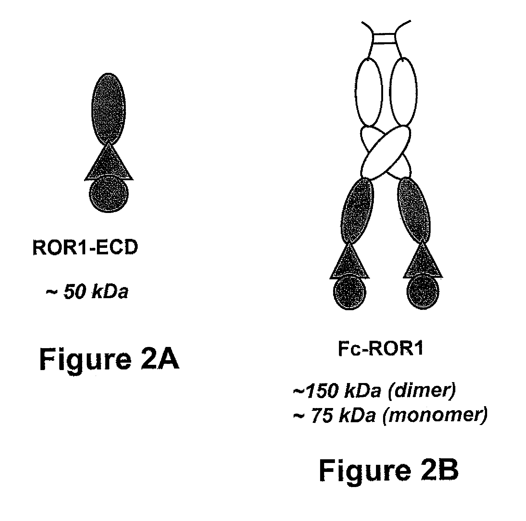 Anti-human ROR1 antibodies