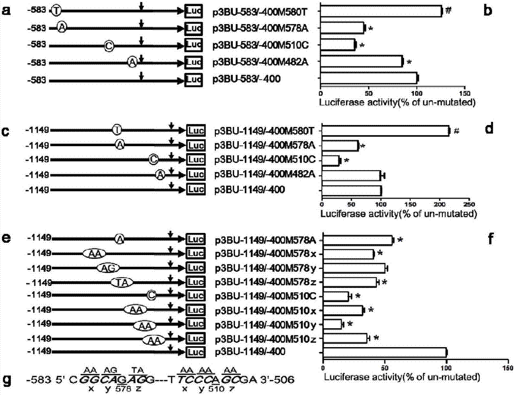 Human bace1 gene transcription promoter and its main cis-acting element and application