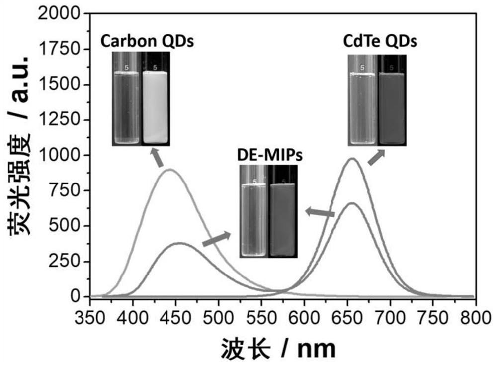 A kind of dual-emission fluorescent molecularly imprinted polymer nanoparticle and its preparation method and application