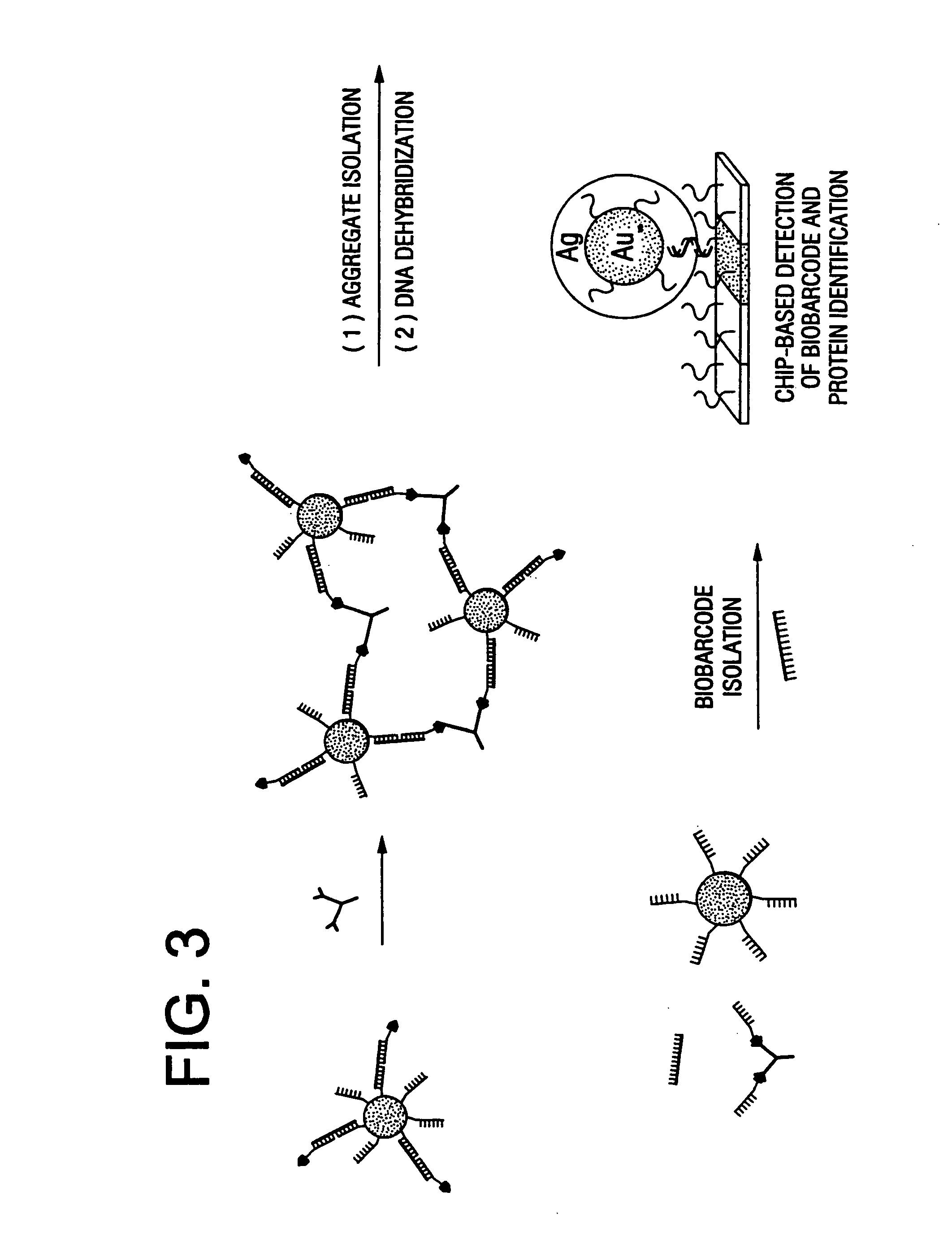 Bio-barcodes based on oligonucleotide-modified particles