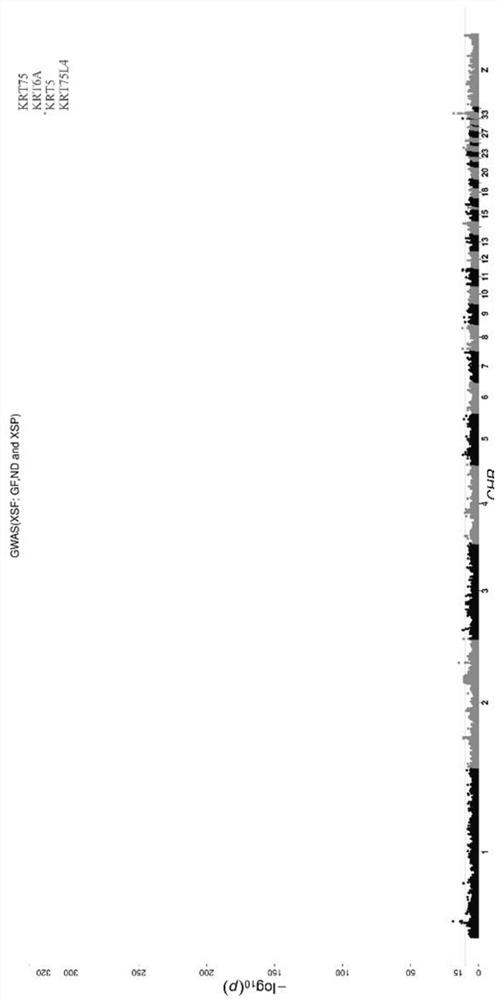 Chicken feather turning character causal mutation site and application thereof in genetic breeding