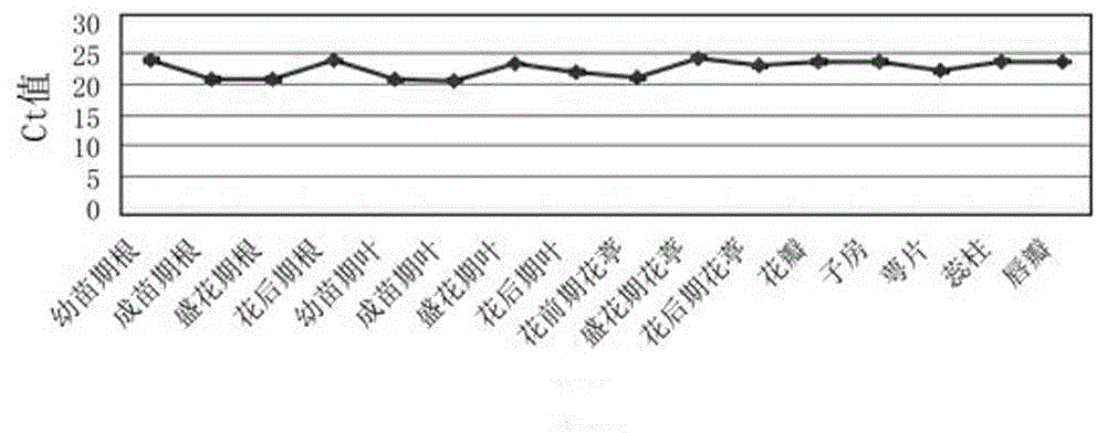 TUA segment sequence for Phalaenopsis internal reference gene