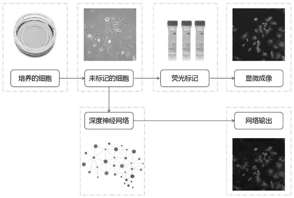 Fluorescence labeling prediction method based on unlabeled transmission cell microscopic image