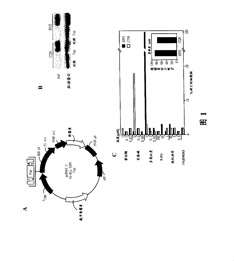 DNA composition against tumor stromal antigen FAP and methods of use thereof