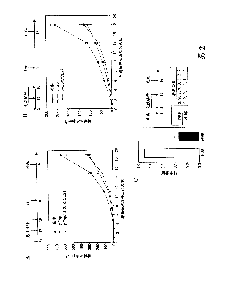 DNA composition against tumor stromal antigen FAP and methods of use thereof