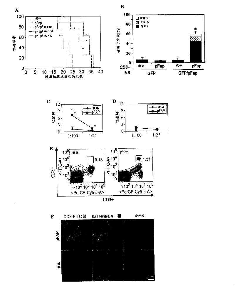 DNA composition against tumor stromal antigen FAP and methods of use thereof