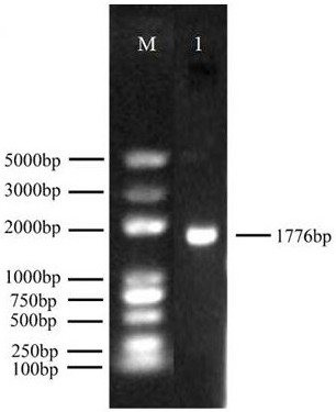 Lepidoptera insect Hpx12 gene and application