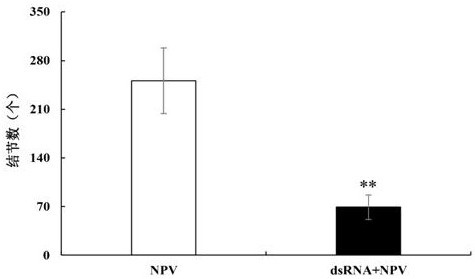 Lepidoptera insect Hpx12 gene and application