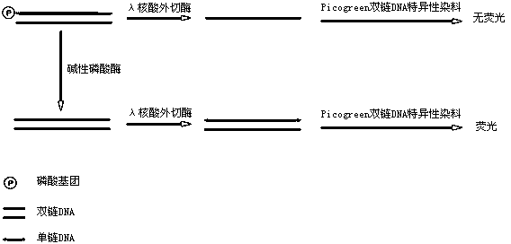 Method for simply, conveniently and quickly determining activity of alkaline phosphatase