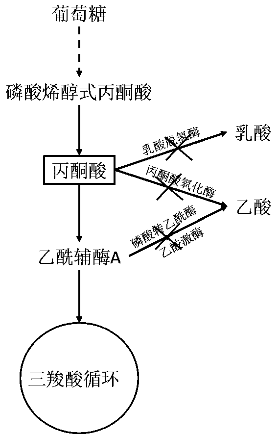 Method for increasing pyruvic acid accumulated in escherichia coli