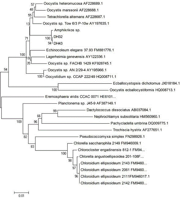 Amphikrikos marinus as well as application and culture method thereof