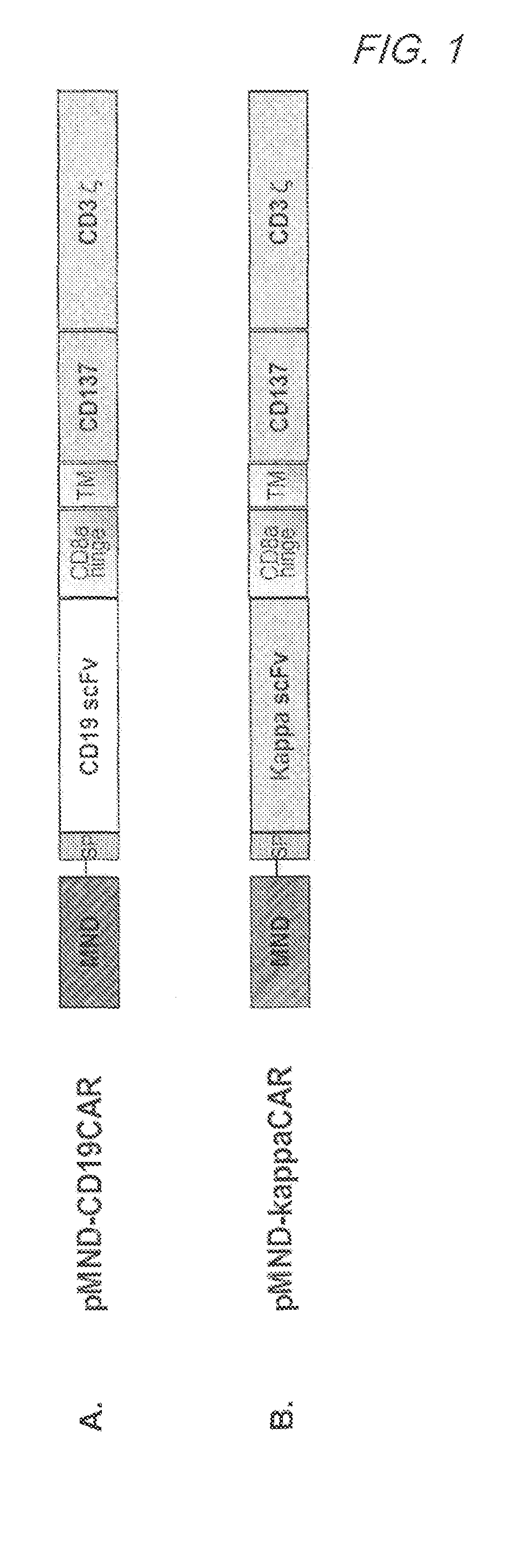 Mnd promoter chimeric antigen receptors