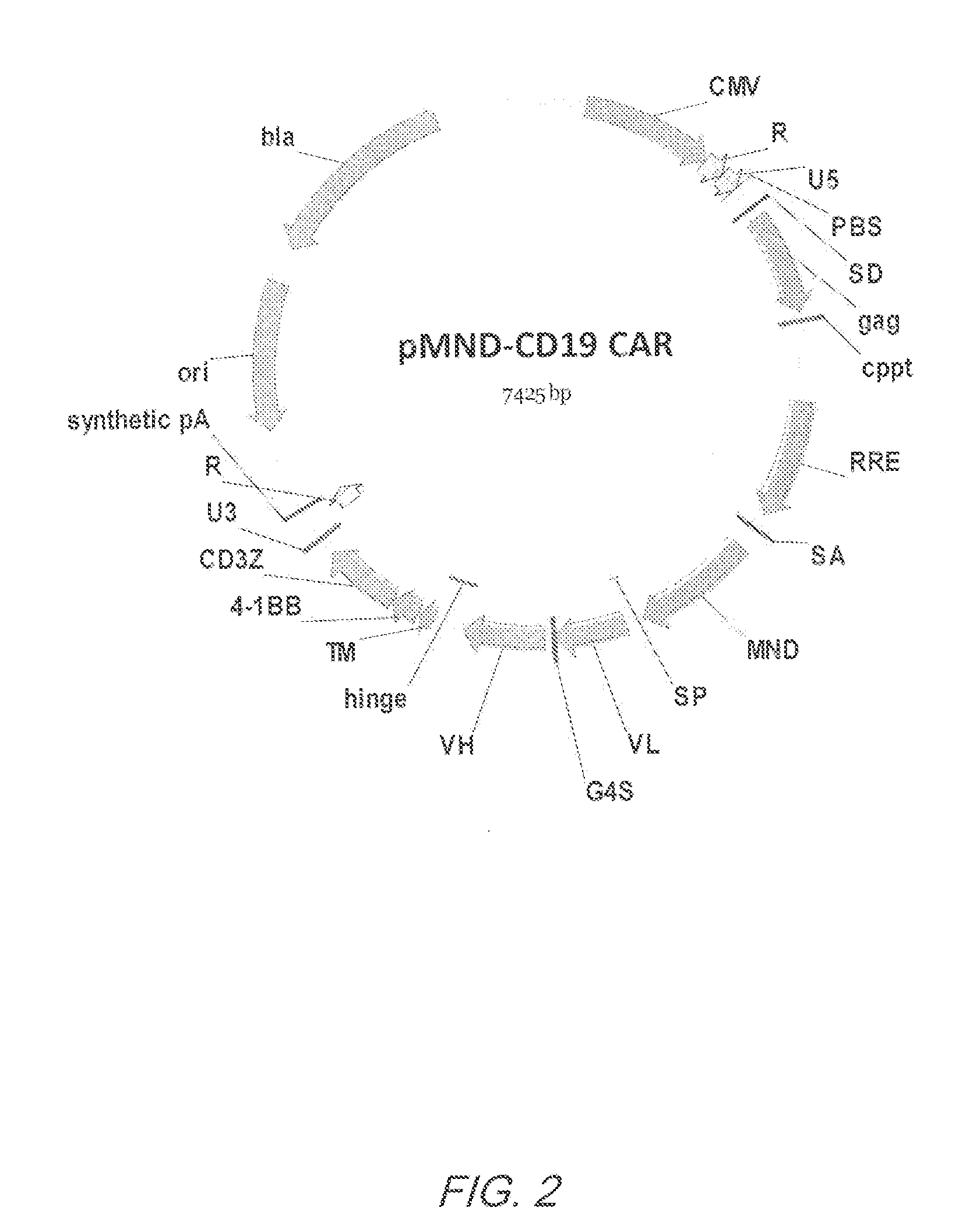 Mnd promoter chimeric antigen receptors