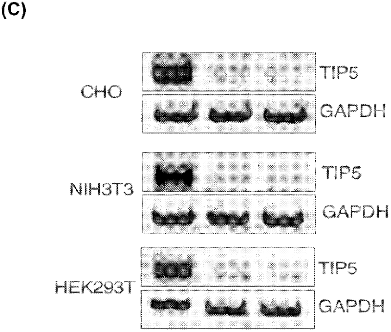 Improved cell lines having reduced expression of NOCR and use thereof