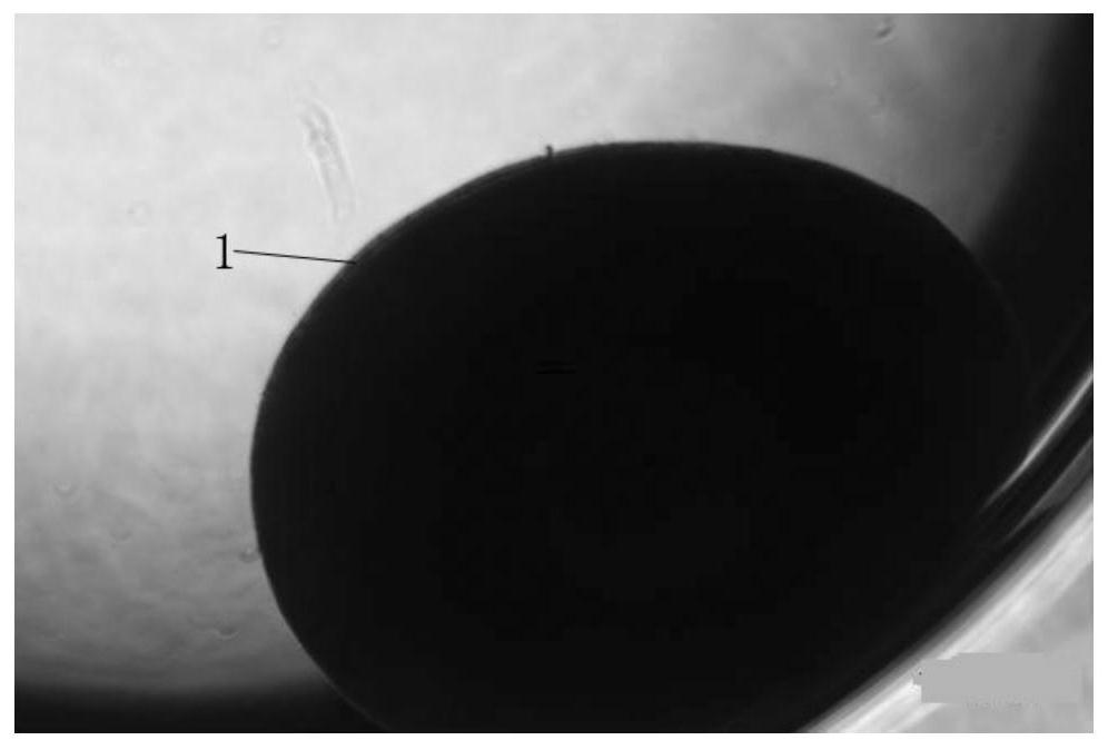 High-efficiency method for inducing human mesenchymal stem cells to differentiate into cartilage