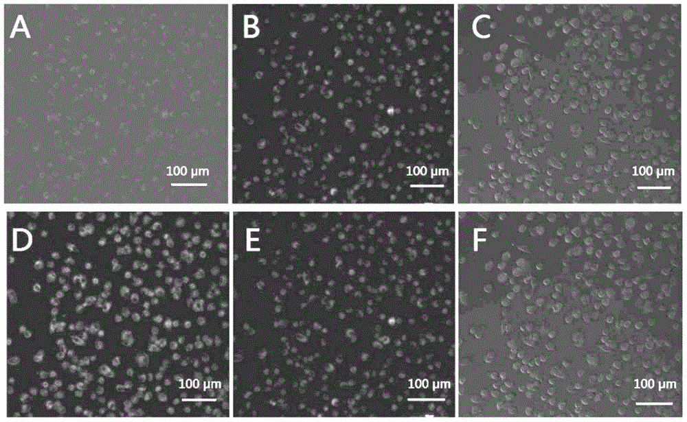 Ratio-dependent fluorescent probe for detecting hydrogen peroxide and application of ratio-dependent fluorescent probe