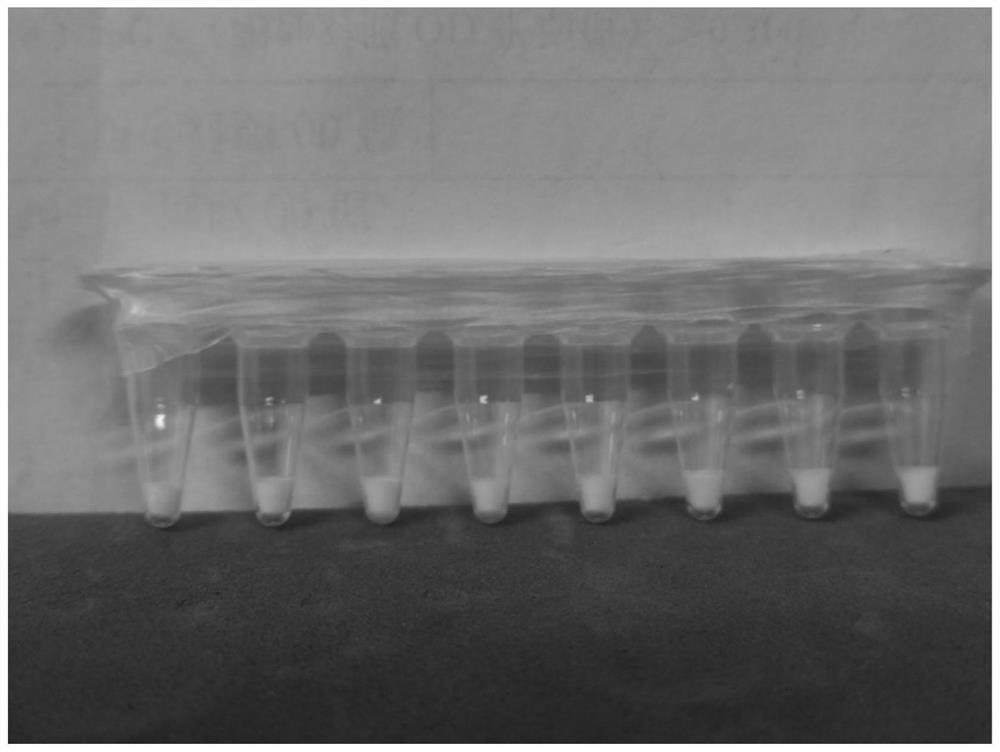 Freeze-drying protective agent, PCR amplification reagent, freeze-drying method and application thereof