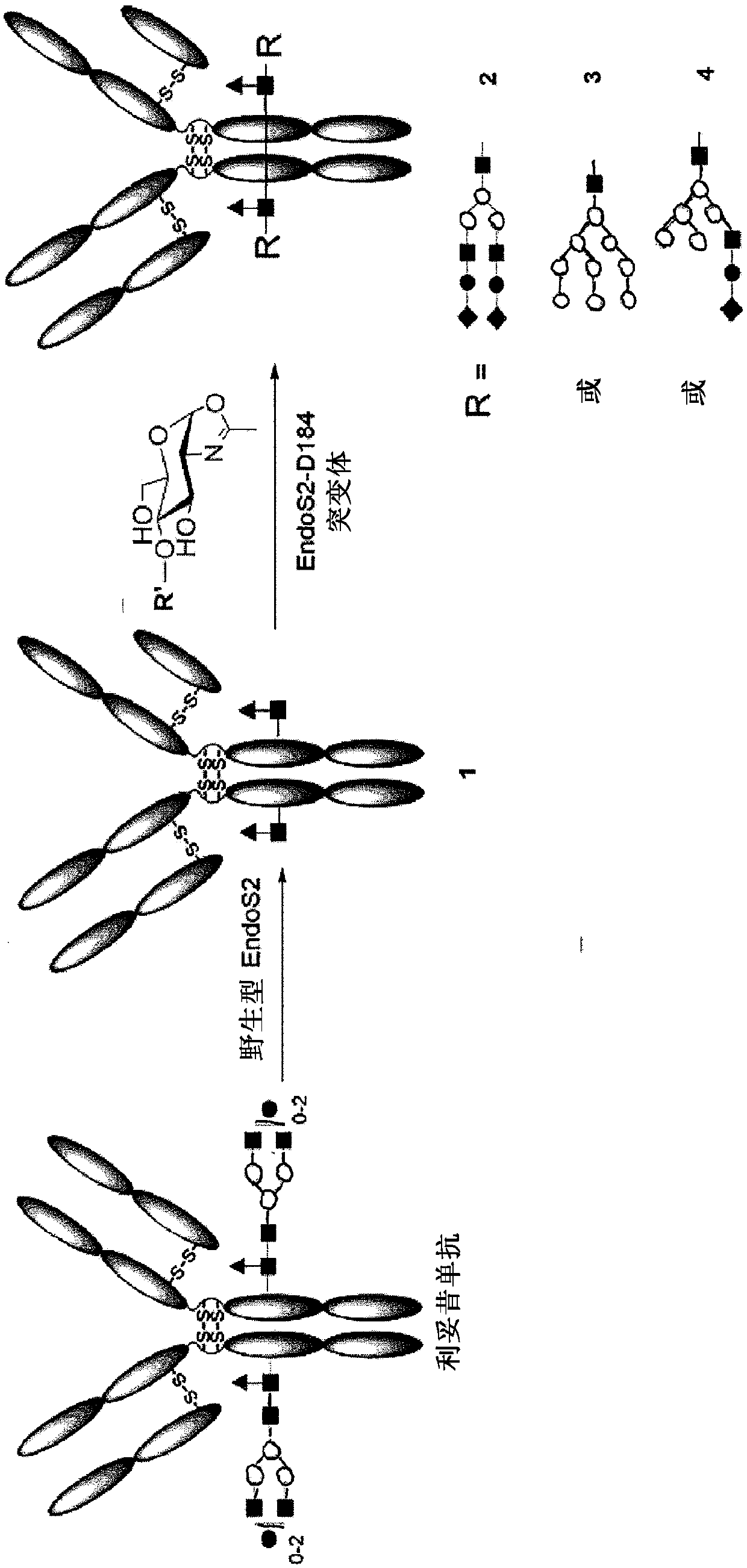 Endo-s2 mutants as glycosynthases, method of making and use for glycoengineering of glycoproteins