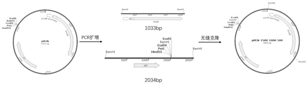 Artificially designed plasmid pM5500 and application thereof in preparation of DNA marker