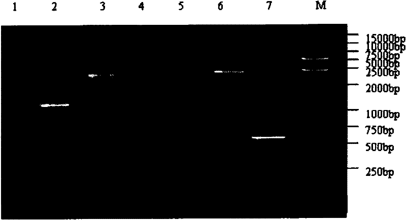 Method for producing swine fever vaccines