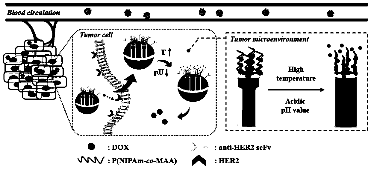 Tumor self-targeting multilevel response type mesoporous silicon drug delivery system and preparation method thereof