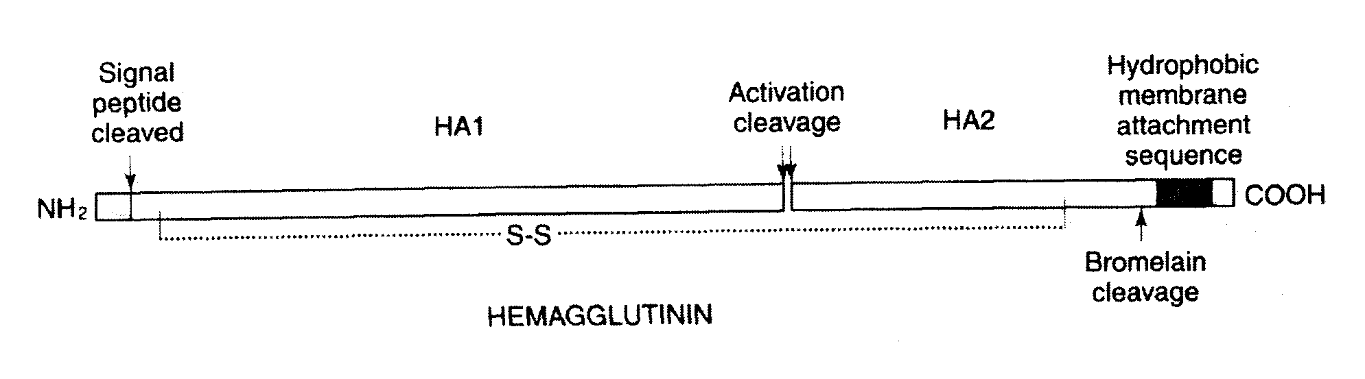 Soluble Recombinant Influenza Antigens