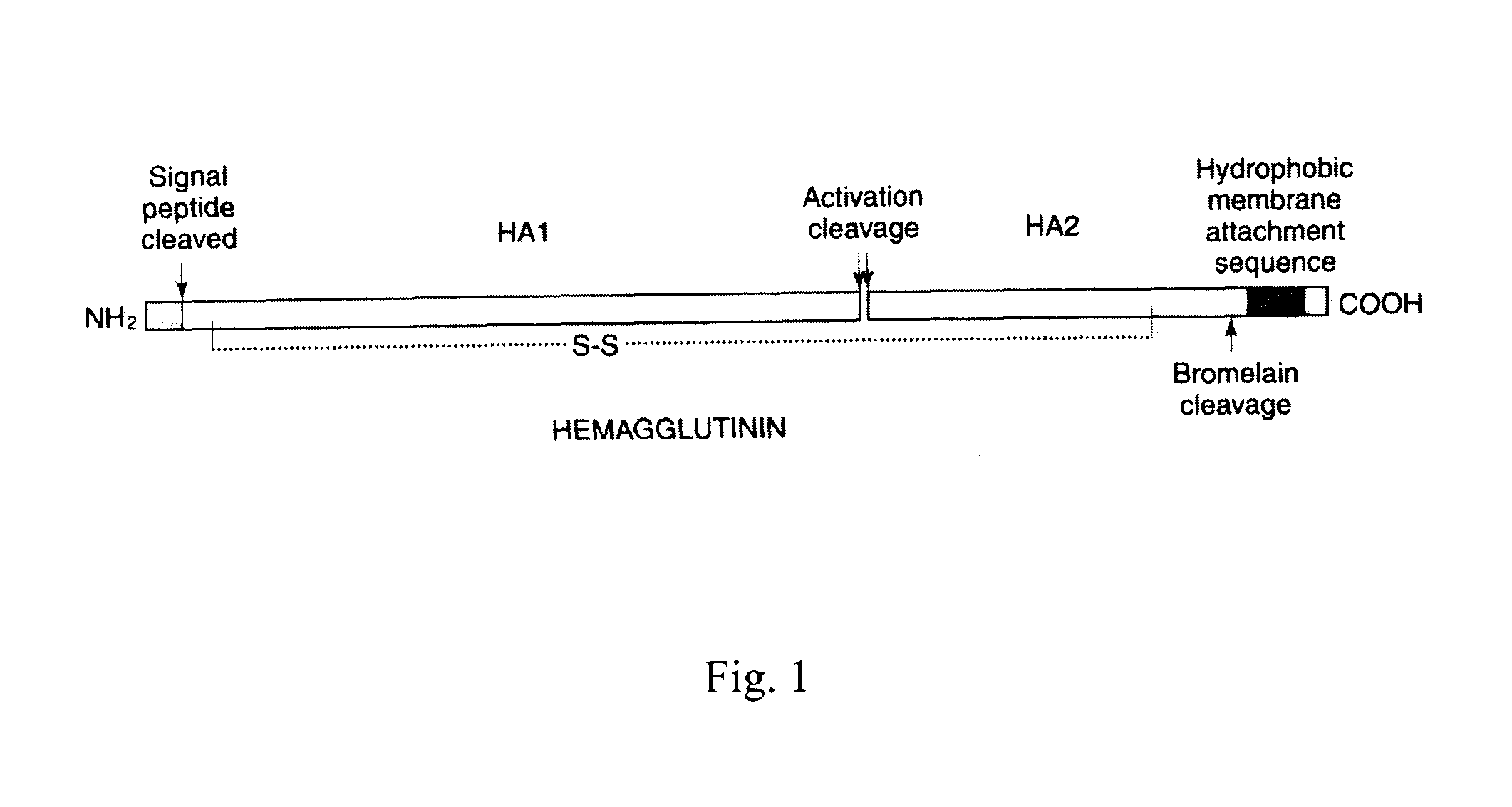 Soluble Recombinant Influenza Antigens