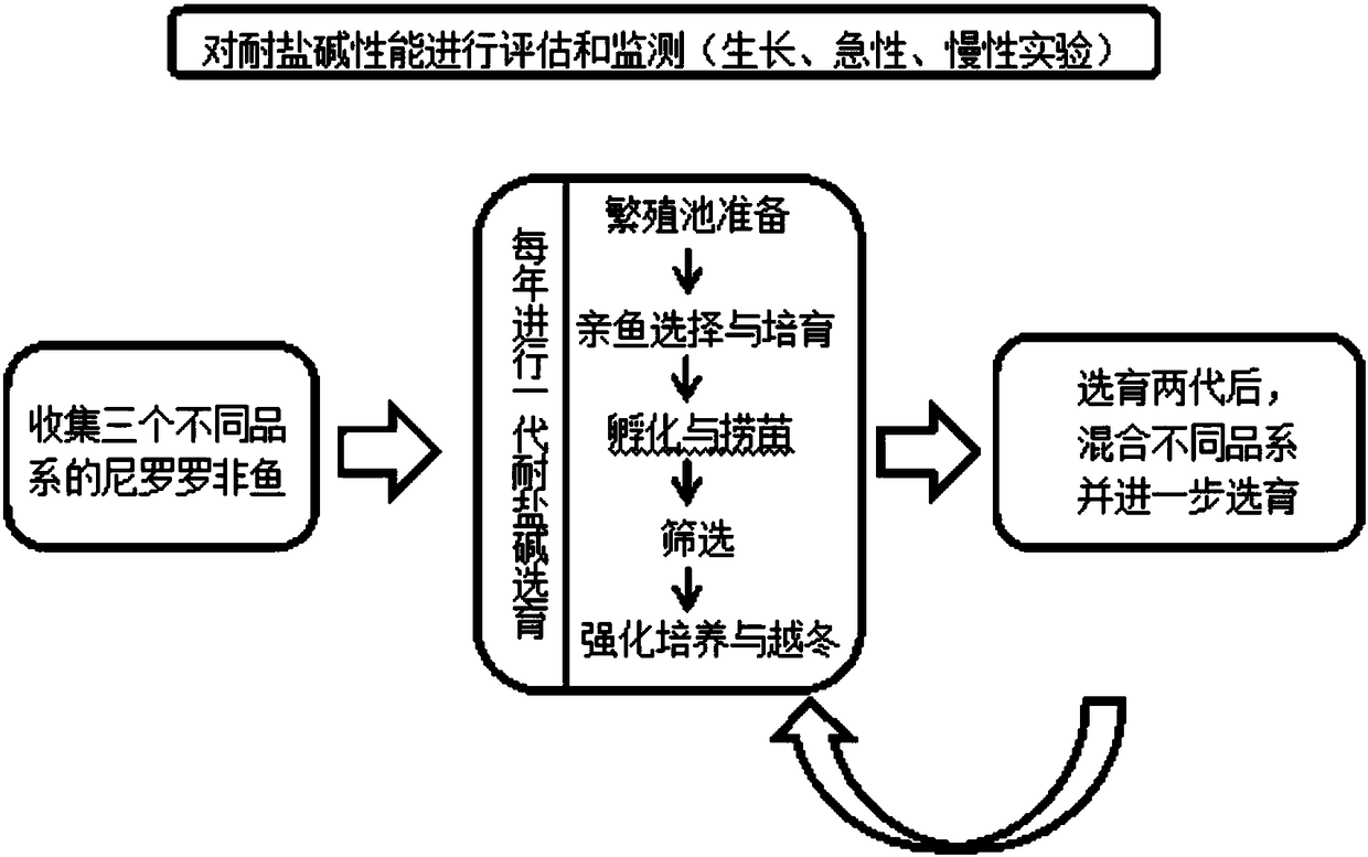 Method for selectively breeding excellent strains of saline-alkaline tolerant tilapia