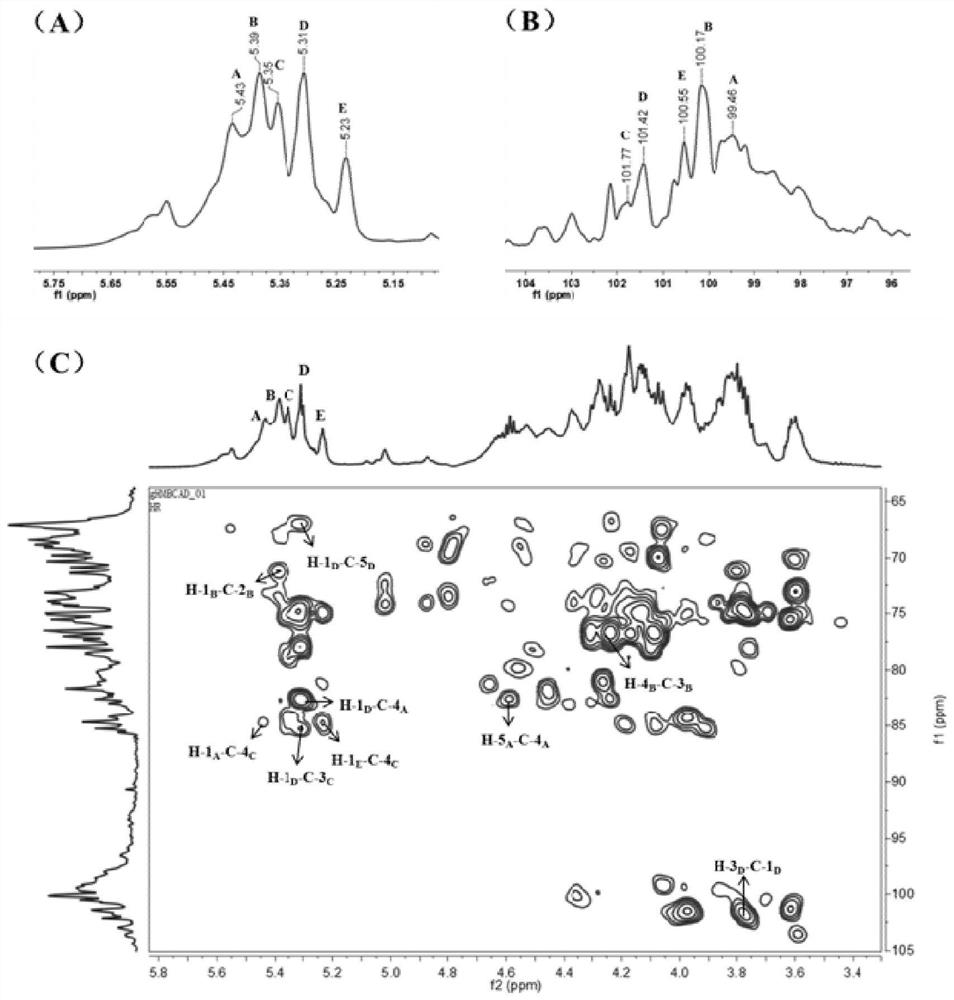 A kind of sea velvet fucoidan sulfate and its application in the preparation of medicines and functional products for preventing and treating leukopenia