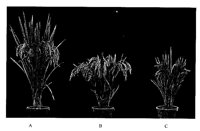 Dominant dwarf rice related protein, encoding gene thereof and application