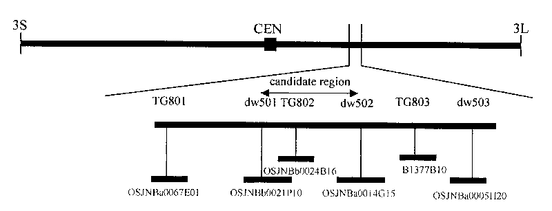 Dominant dwarf rice related protein, encoding gene thereof and application