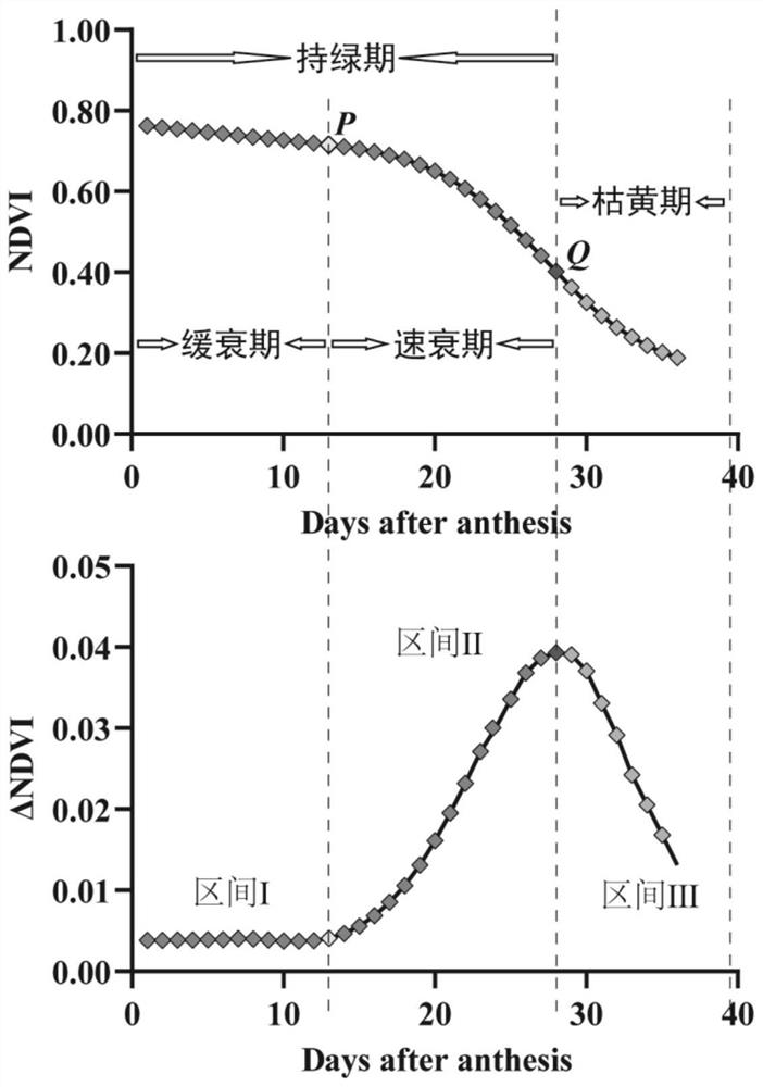 Method for dynamically analyzing canopy aging progress of cereal crops by using post-flowering NDVI (normalized difference vegetation index)