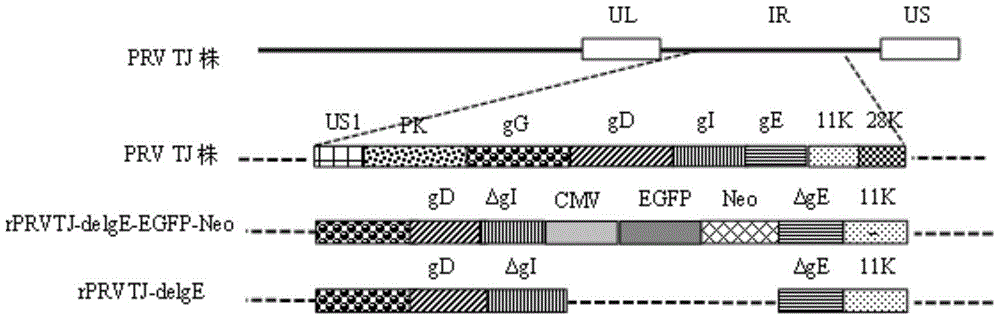 Pseudorabies virus mutant double gene deletion strain and its construction method and application