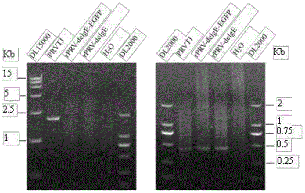 Pseudorabies virus mutant double gene deletion strain and its construction method and application